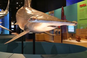 MEDIA RELEASE IMAGES: Scenes of the Australian Museum's latest exhibit 'SHARKS' which opens on October 24 at the iconic College St site in Sydney: Photograph James Alcock/Australian Museum. 2022