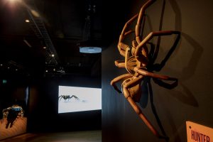 Australian Museum, Spiders, Alive and Deadly. 9/11/2016Photo - James Horan