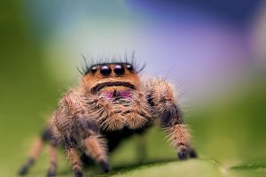 SPIDERS_Jumping_Spider